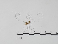 銀耳屬藏品圖，第1張