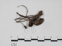 登錄號:F0015881藏品圖，第1張