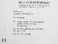 微皮傘屬藏品圖，第2張