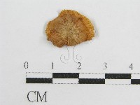 微皮傘屬藏品圖，第3張