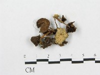 登錄號:F0015883藏品圖，第1張