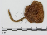 登錄號:F0015884藏品圖，第1張