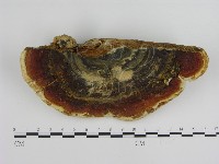 登錄號:F0015886藏品圖，第1張