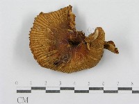 紅菇屬藏品圖，第1張