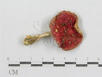 紅菇屬藏品圖，第3張