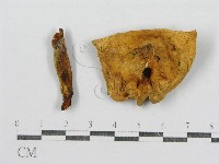紅菇屬藏品圖，第3張