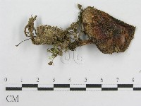 登錄號:F0015892藏品圖，第1張