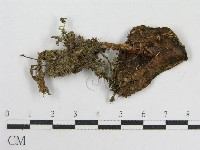 登錄號:F0015892藏品圖，第3張
