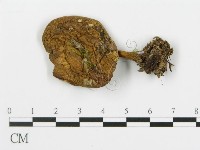 登錄號:F0015896藏品圖，第1張