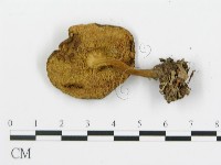 登錄號:F0015896藏品圖，第3張