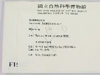 小菇屬藏品圖，第2張