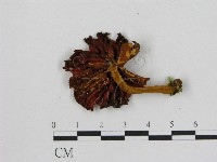 小菇屬藏品圖，第3張