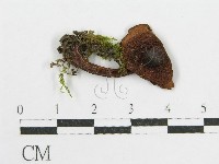 登錄號:F0015898藏品圖，第3張
