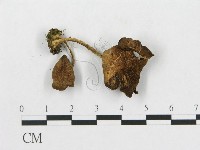 登錄號:F0015899藏品圖，第1張