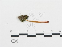 登錄號:F0015906藏品圖，第1張