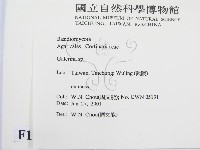 盔孢傘屬藏品圖，第2張