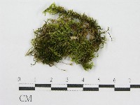 登錄號:F0015910藏品圖，第1張