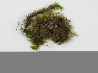 登錄號:F0015910藏品圖，第3張