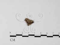 登錄號:F0015915藏品圖，第1張