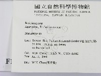 小皮傘屬藏品圖，第2張