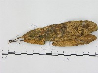 小皮傘屬藏品圖，第1張