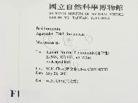 小皮傘屬藏品圖，第2張