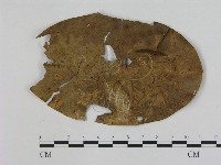 小皮傘屬藏品圖，第1張