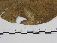 小皮傘屬藏品圖，第3張