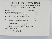 紫色禿馬勃藏品圖，第2張