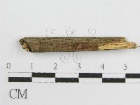 微皮傘屬藏品圖，第3張