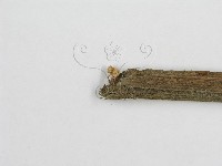 微皮傘屬藏品圖，第4張