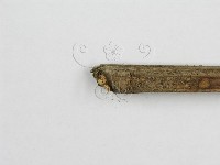 微皮傘屬藏品圖，第5張