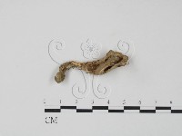 革菌屬藏品圖，第1張