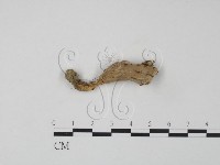 革菌屬藏品圖，第3張