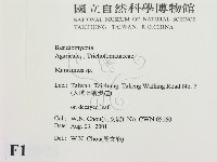 小皮傘屬藏品圖，第2張