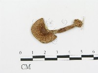 傘菌屬藏品圖，第1張