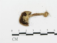 傘菌屬藏品圖，第3張