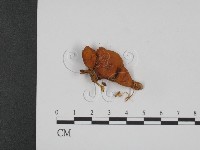 登錄號:F0015938藏品圖，第1張