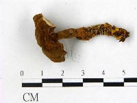 登錄號:F0015942藏品圖，第1張