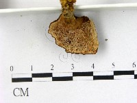 登錄號:F0015942藏品圖，第4張