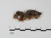 登錄號:F0015943藏品圖，第1張