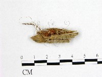 登錄號:F0015944藏品圖，第1張