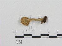 登錄號:F0015946藏品圖，第1張
