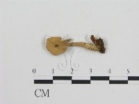 登錄號:F0015946藏品圖，第3張