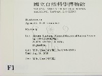 小菇屬藏品圖，第2張