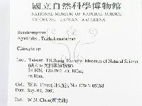 杯傘屬藏品圖，第2張