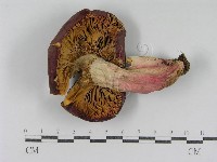 登錄號:F0015950藏品圖，第1張