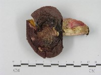 登錄號:F0015950藏品圖，第3張