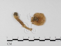 登錄號:F0015952藏品圖，第1張