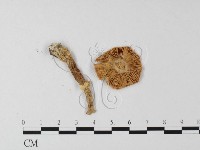 登錄號:F0015952藏品圖，第3張